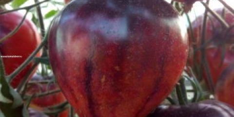 Paradajz narednik paprika: recenzije, fotografije, prinos